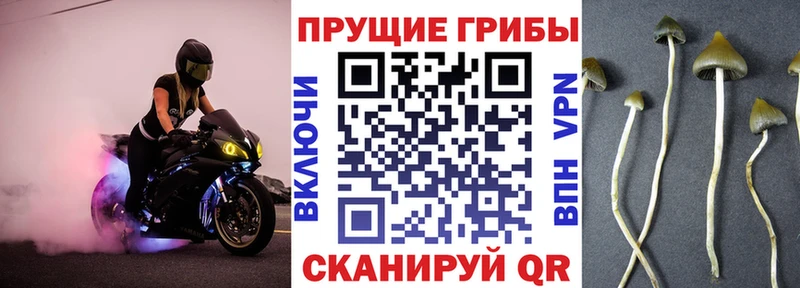 купить наркотики цена  Байкальск  Галлюциногенные грибы MAGIC MUSHROOMS 